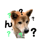犬の大吉スタンプ（個別スタンプ：3）