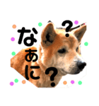 犬の大吉スタンプ（個別スタンプ：4）