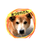 犬の大吉スタンプ（個別スタンプ：5）