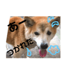 犬の大吉スタンプ（個別スタンプ：6）