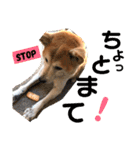 犬の大吉スタンプ（個別スタンプ：7）