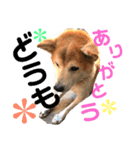犬の大吉スタンプ（個別スタンプ：8）