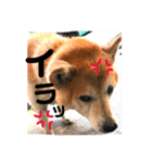 犬の大吉スタンプ（個別スタンプ：9）