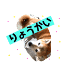 犬の大吉スタンプ（個別スタンプ：10）
