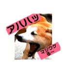 犬の大吉スタンプ（個別スタンプ：13）