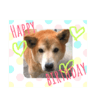 犬の大吉スタンプ（個別スタンプ：14）