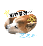 犬の大吉スタンプ（個別スタンプ：15）