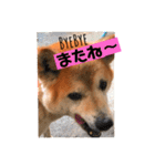 犬の大吉スタンプ（個別スタンプ：16）