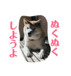 ごきげん柴犬 2（個別スタンプ：2）