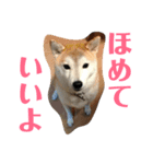 ごきげん柴犬 2（個別スタンプ：5）