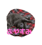 マサムネコ（個別スタンプ：16）