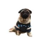 Pug ジン太とゲン太の日常3（個別スタンプ：1）