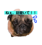 Pug ジン太とゲン太の日常3（個別スタンプ：4）