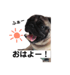 Pug ジン太とゲン太の日常3（個別スタンプ：5）