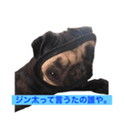 Pug ジン太とゲン太の日常3（個別スタンプ：8）