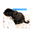 Pug ジン太とゲン太の日常3（個別スタンプ：10）
