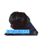 Pug ジン太とゲン太の日常3（個別スタンプ：11）