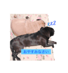 Pug ジン太とゲン太の日常3（個別スタンプ：12）