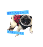 Pug ジン太とゲン太の日常3（個別スタンプ：13）