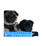 Pug ジン太とゲン太の日常3（個別スタンプ：14）