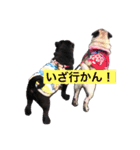 Pug ジン太とゲン太の日常3（個別スタンプ：16）