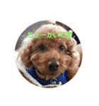 トイプーテディスタンプ（個別スタンプ：1）