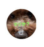 トイプーテディスタンプ（個別スタンプ：7）