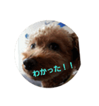 トイプーテディスタンプ（個別スタンプ：8）