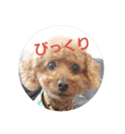 トイプーテディスタンプ（個別スタンプ：12）