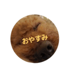トイプーテディスタンプ（個別スタンプ：13）