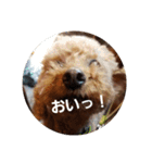 トイプーテディスタンプ（個別スタンプ：14）