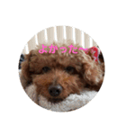 トイプーテディスタンプ（個別スタンプ：18）