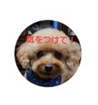 トイプーテディスタンプ（個別スタンプ：19）