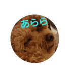 トイプーテディスタンプ（個別スタンプ：24）