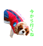 王子とまう(キャバリア)のスタンプ（個別スタンプ：4）