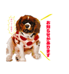 王子とまう(キャバリア)のスタンプ（個別スタンプ：5）