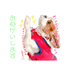 王子とまう(キャバリア)のスタンプ（個別スタンプ：6）