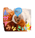 王子とまう(キャバリア)のスタンプ（個別スタンプ：17）
