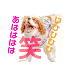 王子とまう(キャバリア)のスタンプ（個別スタンプ：26）
