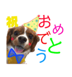 王子とまう(キャバリア)のスタンプ（個別スタンプ：31）