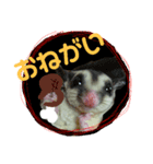 モモンガ（ふぅた）の日常（個別スタンプ：1）