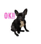 French bulldog＊2（個別スタンプ：1）