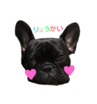 French bulldog＊2（個別スタンプ：3）