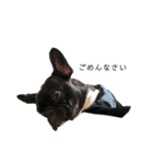 French bulldog＊2（個別スタンプ：4）