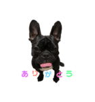 French bulldog＊2（個別スタンプ：5）