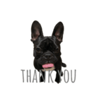 French bulldog＊2（個別スタンプ：6）