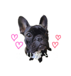 French bulldog＊2（個別スタンプ：7）