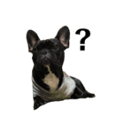 French bulldog＊2（個別スタンプ：8）