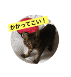 にゃー＆虎太朗（個別スタンプ：1）