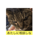 にゃー＆虎太朗（個別スタンプ：2）